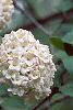 Viburnum x carlcephalum, flowers
