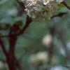 Viburnum x carlcephalum, flowers