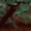 Viburnum x carlcephalum, flowers