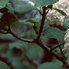 Viburnum x carlcephalum, flowers