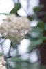 Viburnum x carlcephalum, flowers