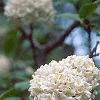 Viburnum x carlcephalum, flowers