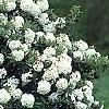 Viburnum 'Eskimo', habit