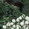 Viburnum 'Eskimo', habit