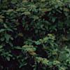 Viburnum 'Eskimo', habit