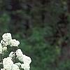 Viburnum 'Eskimo', habit