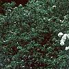 Viburnum 'Eskimo', habit