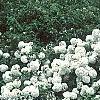 Viburnum 'Eskimo', habit