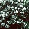 Viburnum 'Eskimo', habit