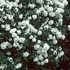 Viburnum 'Eskimo', habit