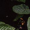 Viburnum lantana, flowers