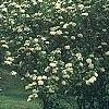 Viburnum lentago