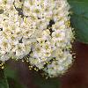 Viburnum x rhytidophylloides 'Willowwood', flowers