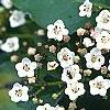 Viburnum tinus, flowers
