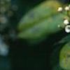 Viburnum tinus, flowers