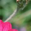 Lychnis coronaria, flowers