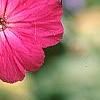 Lychnis coronaria, flowers