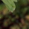 Polygonatum hirtum, habit