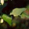 Polygonatum hirtum, habit