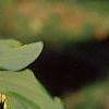 Polygonatum hirtum, habit