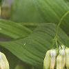 Polygonatum hirtum, flowers