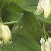 Polygonatum hirtum, flowers