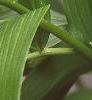 Polygonatum hirtum, flowers