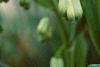 Polygonatum hirtum, flowers