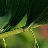Polygonatum canaliculatum