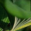 Polygonatum canaliculatum