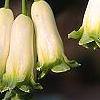 Polygonatum hirtum, flowers