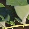 Polygonatum hirtum, flowers