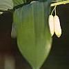 Polygonatum hirtum, flowers