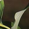 Polygonatum hirtum, flowers