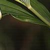Polygonatum hirtum, flowers