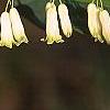 Polygonatum hirtum, flowers