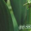 Polygonatum odoratum 'Flore Pleno'