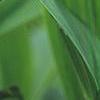 Polygonatum odoratum 'Flore Pleno'