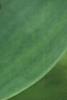 Polygonatum odoratum 'Flore Pleno'