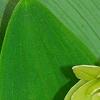 Polygonatum odoratum 'Flore Pleno', flowers