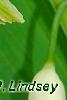 Polygonatum odoratum 'Flore Pleno', flowers