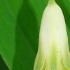 Polygonatum odoratum 'Flore Pleno', flowers