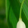 Polygonatum odoratum 'Flore Pleno', flowers