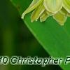 Polygonatum odoratum 'Flore Pleno', flowers