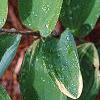 Polygonatum odoratum thunbergii 'Variegatum', leaves