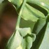 Uvularia perfoliata
