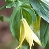 Uvularia perfoliata, flowers