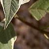 Cornus alba 'Argenteo-marginata', leaves