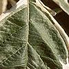 Cornus alba 'Argenteo-marginata', leaves