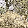 Cornus florida, habit